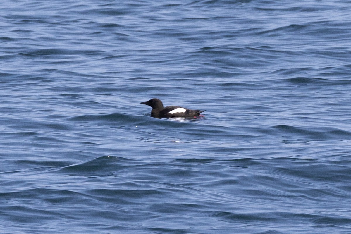 Black Guillemot - ML643660961