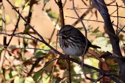 Song Sparrow - ML643660962