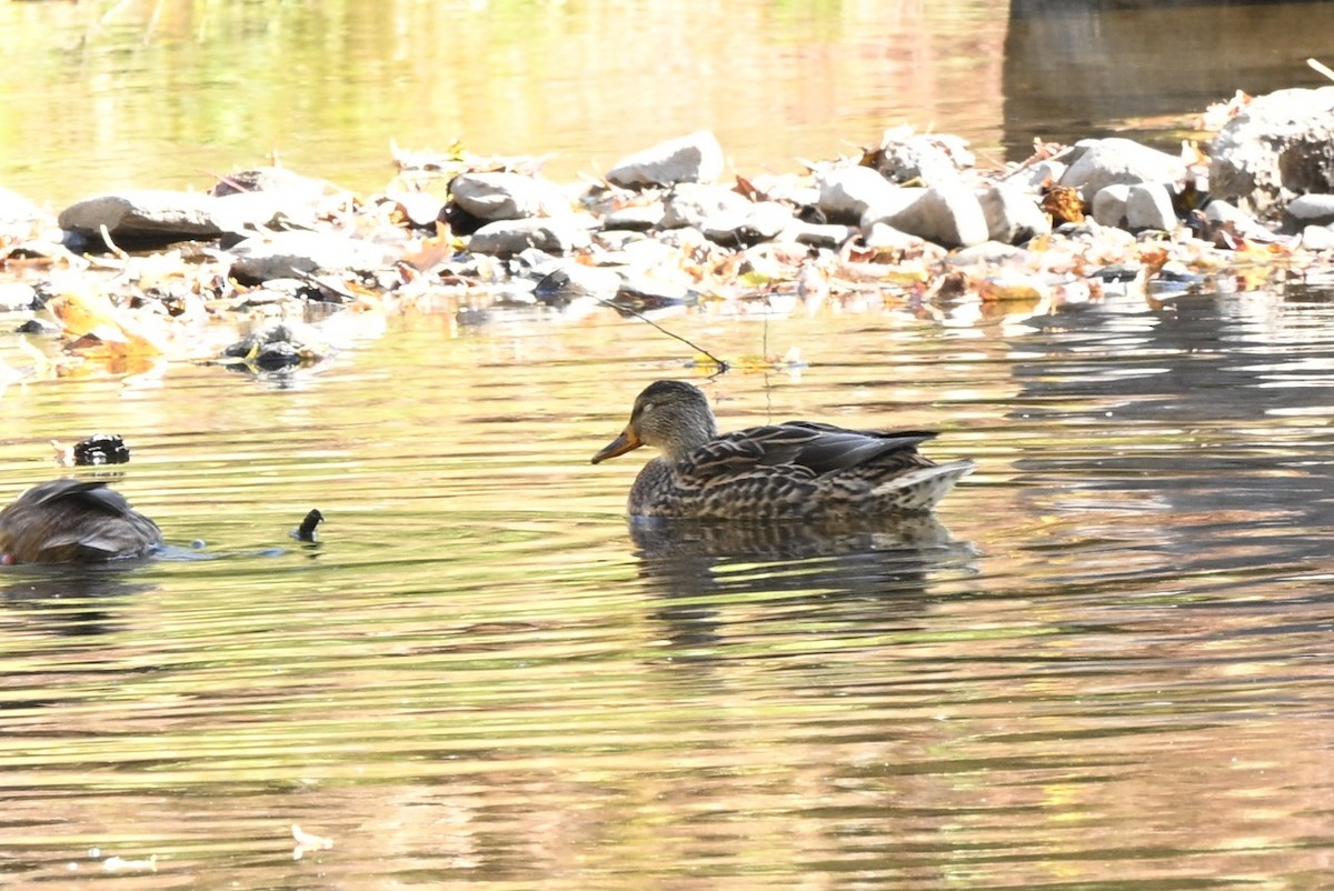 Gadwall - ML643660964