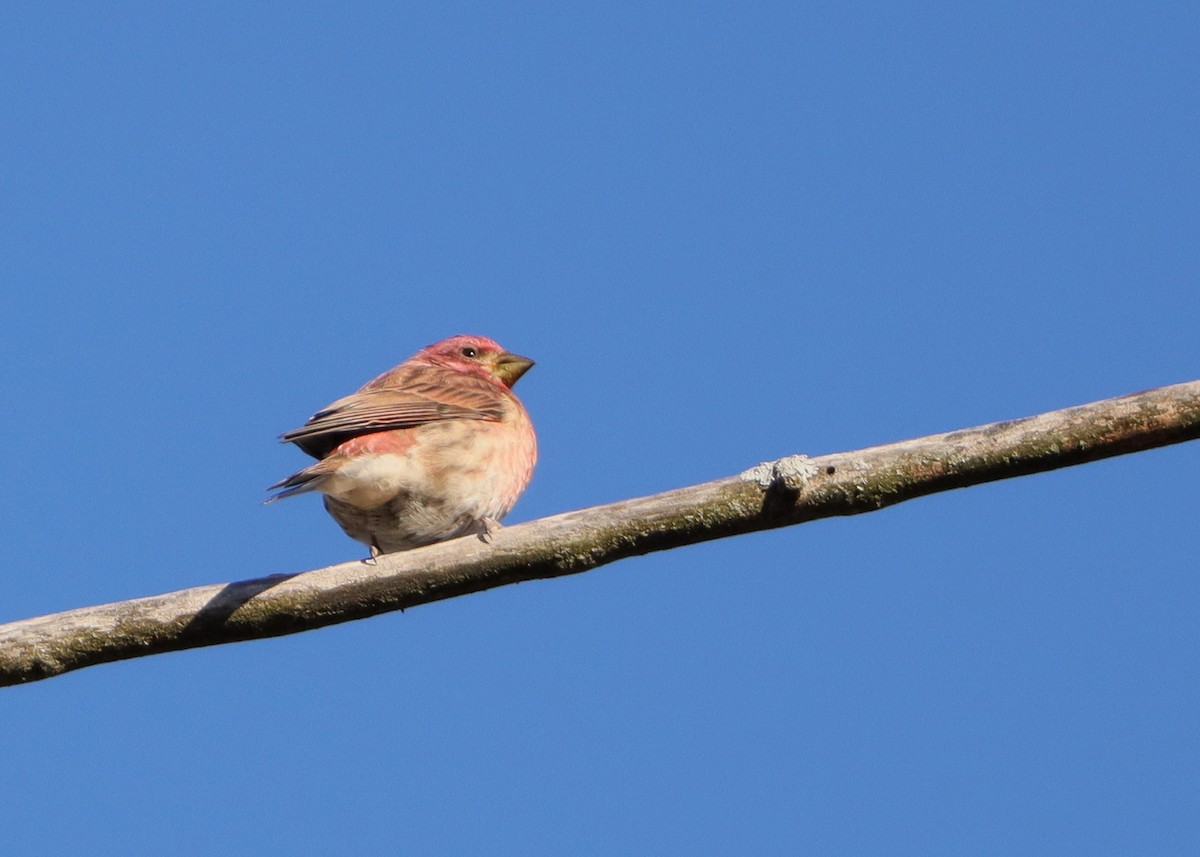 Purple Finch - ML643660965