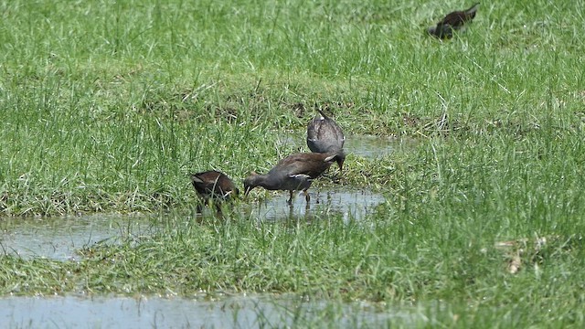 Eurasian Moorhen - ML643660967