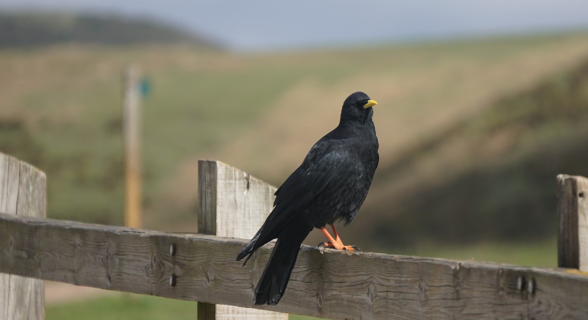 Yellow-billed Chough - ML643660969