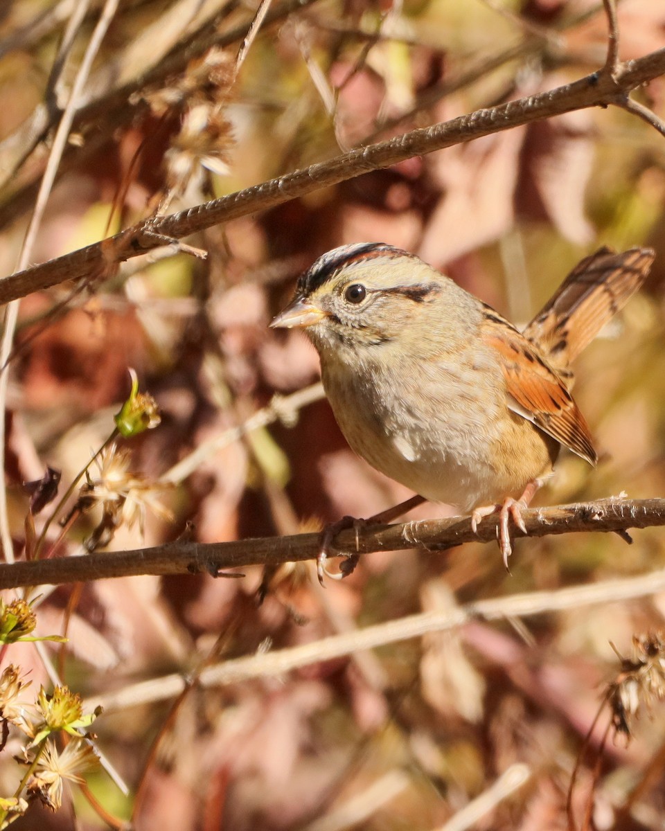 Swamp Sparrow - ML643660970