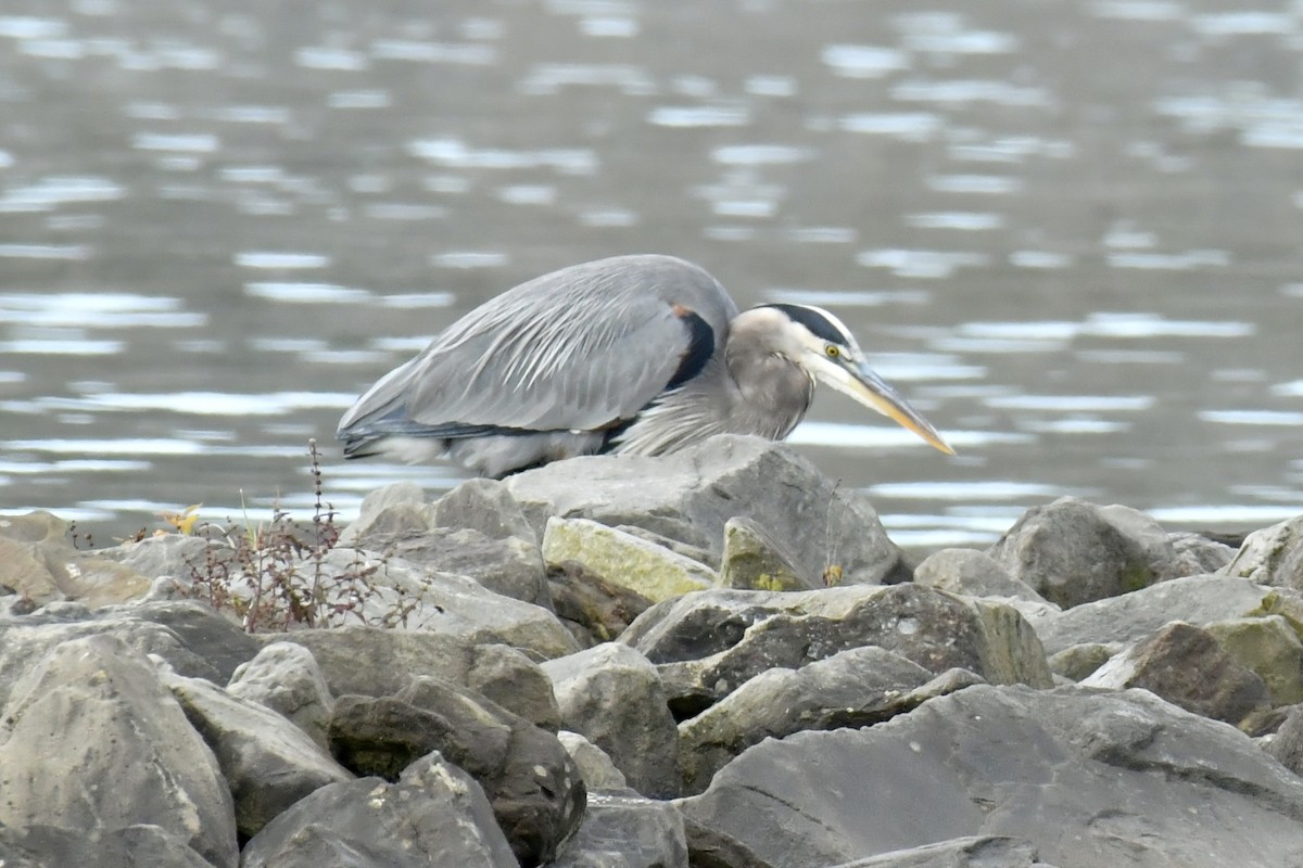 Great Blue Heron - ML643660973