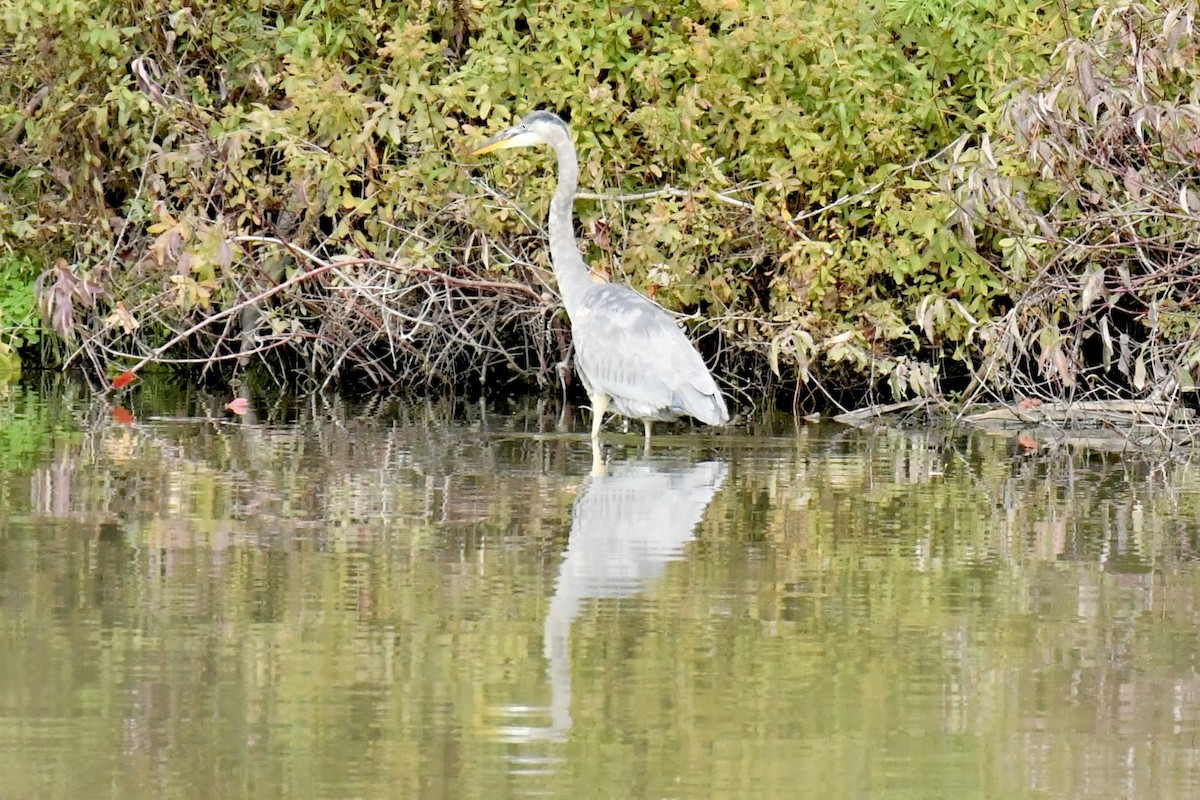Great Blue Heron - ML643660974