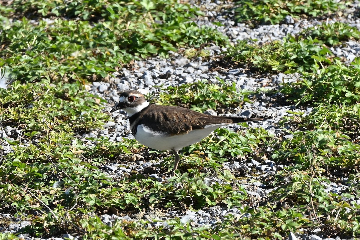 Killdeer - ML643660975