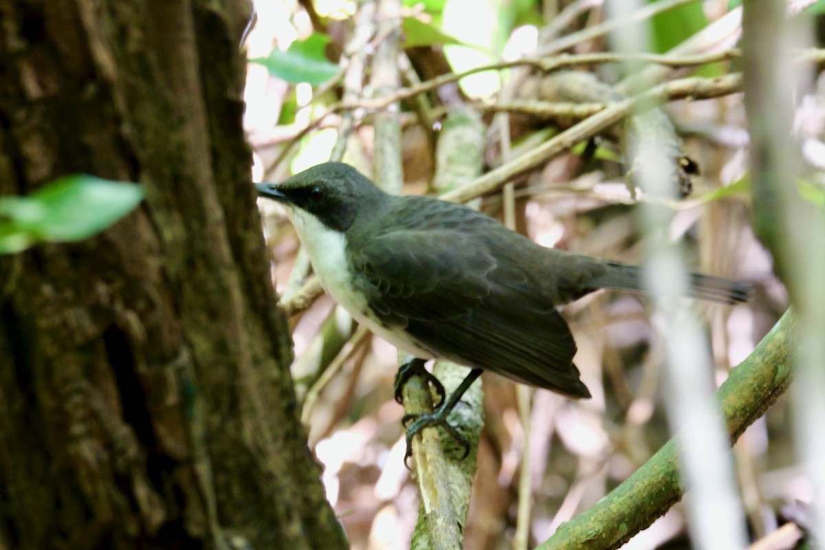 Martinique Thrasher - ML643660977