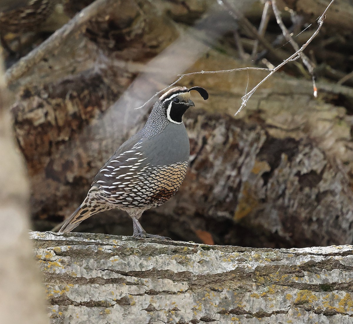 California Quail - ML643660978