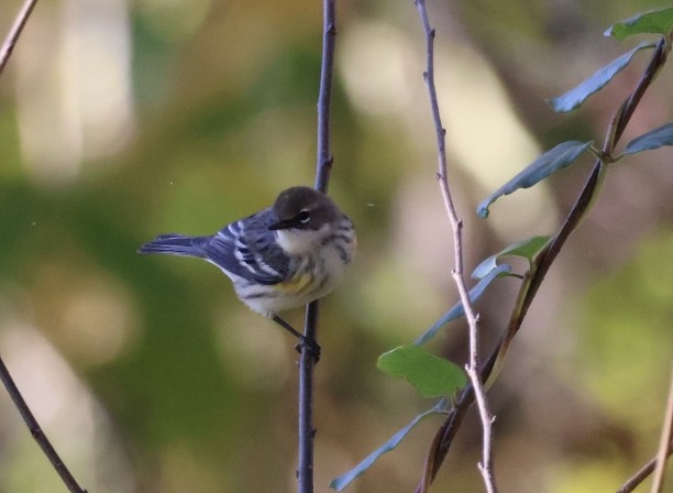 Yellow-rumped Warbler - ML643660979
