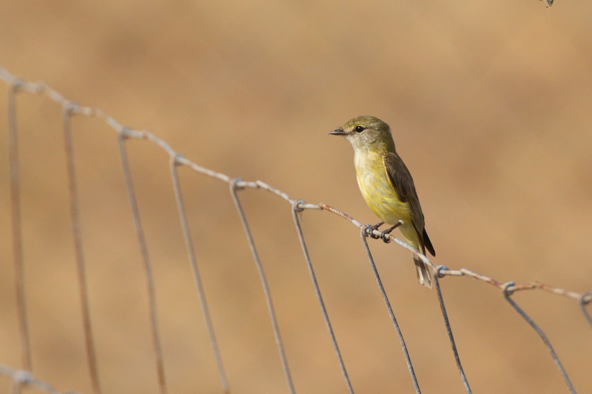 Lemon-bellied Flyrobin - ML643660980