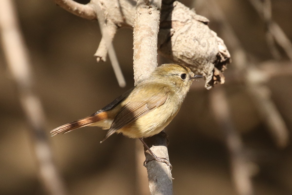 Slaty-blue Flycatcher - ML643660981