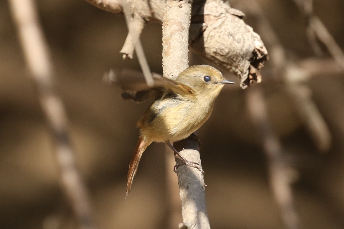 Slaty-blue Flycatcher - ML643660982