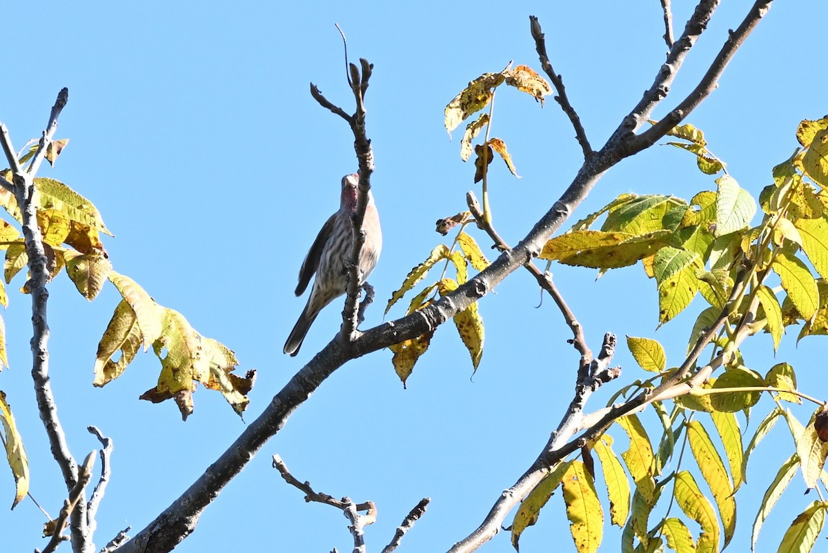 House Finch - ML643660984