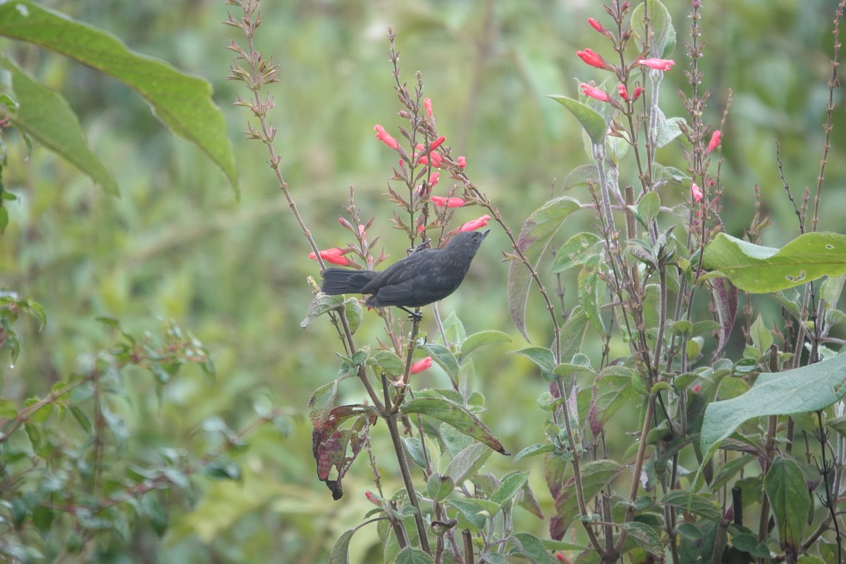 Black Flowerpiercer - ML643660987