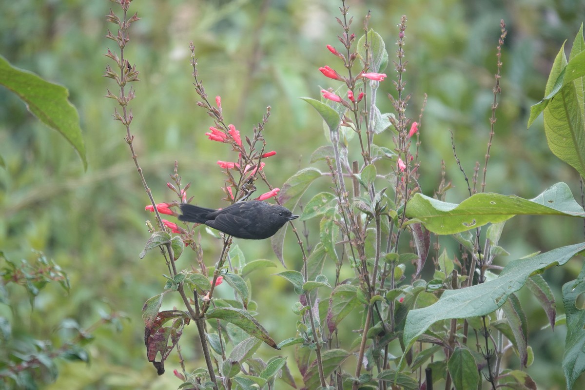 Black Flowerpiercer - ML643660998