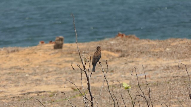 Indian Roller - ML643661016