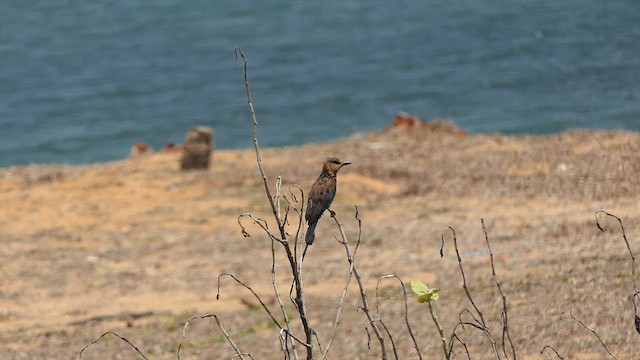 Indian Roller - ML643661021
