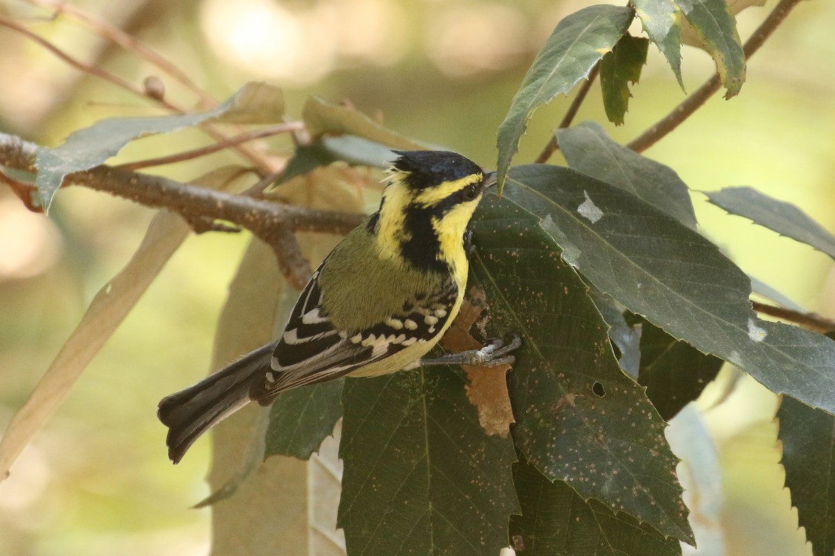 Himalayan Black-lored Tit - ML643661028