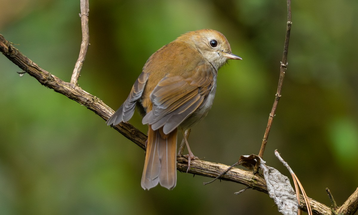 Russet Nightingale-Thrush - ML643661031