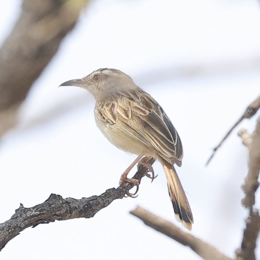 Tinkling Cisticola - ML643661036