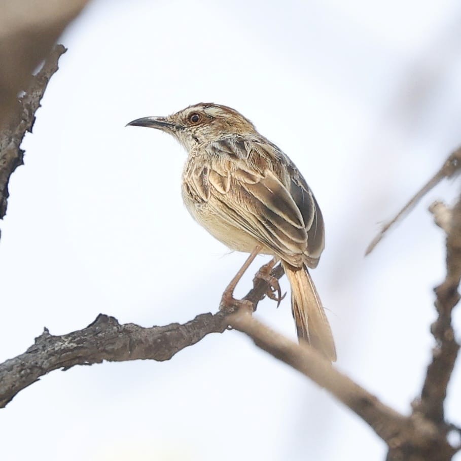 Tinkling Cisticola - ML643661037