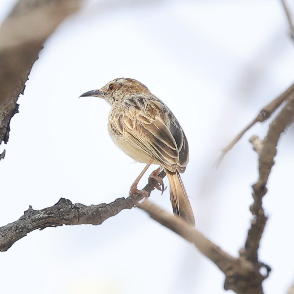 Tinkling Cisticola - ML643661038