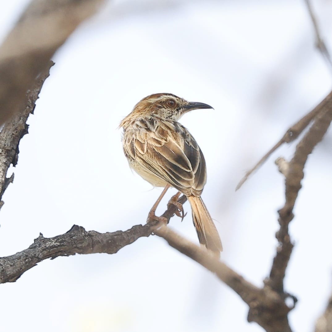 Tinkling Cisticola - ML643661039