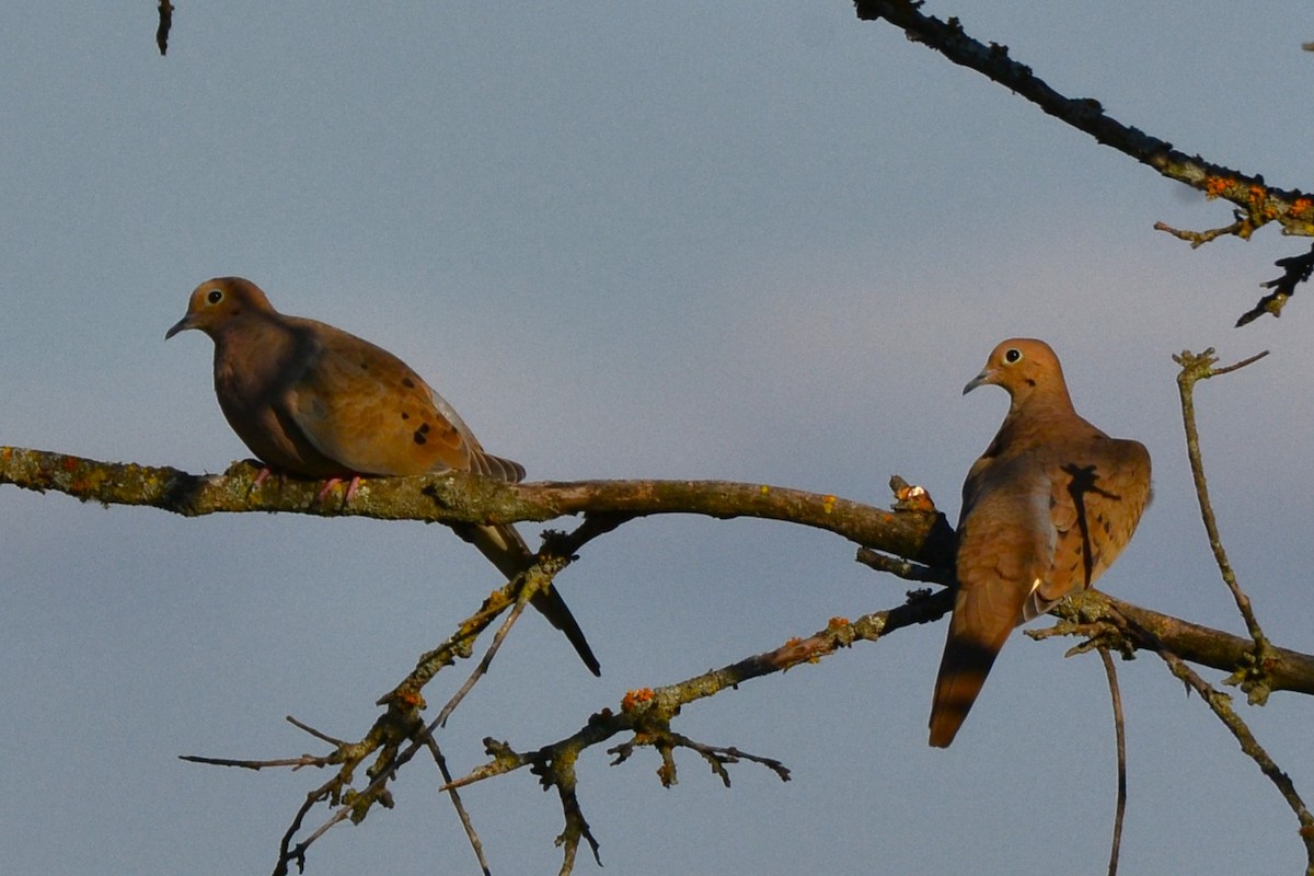 Mourning Dove - ML643661067