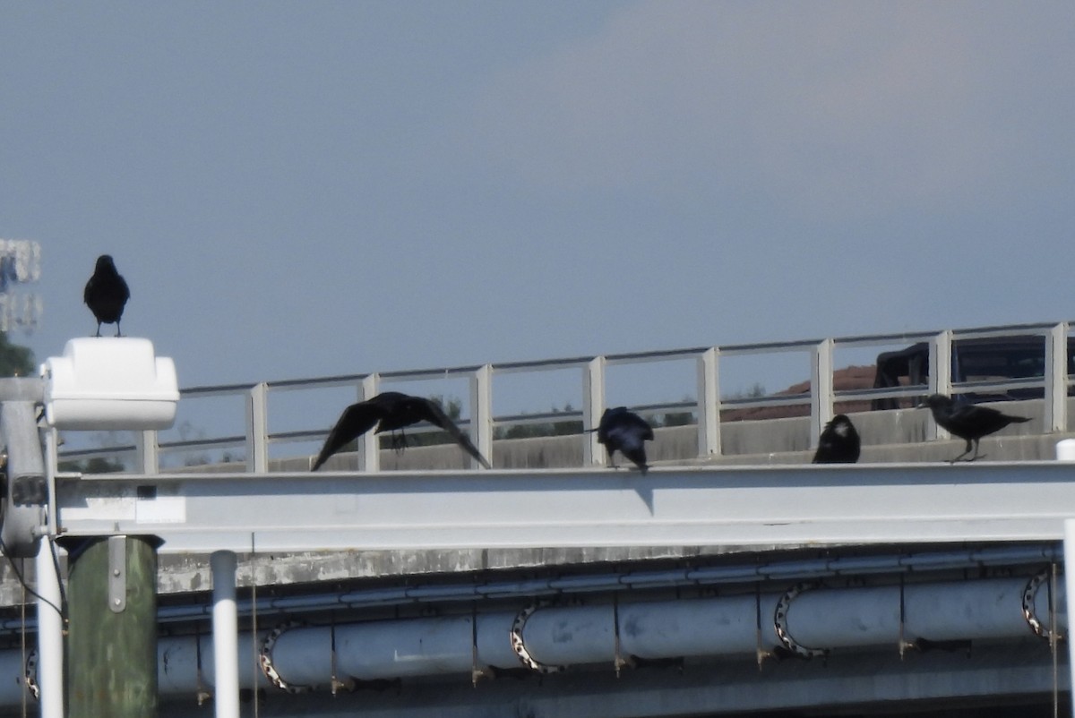 Fish Crow - ML643661079