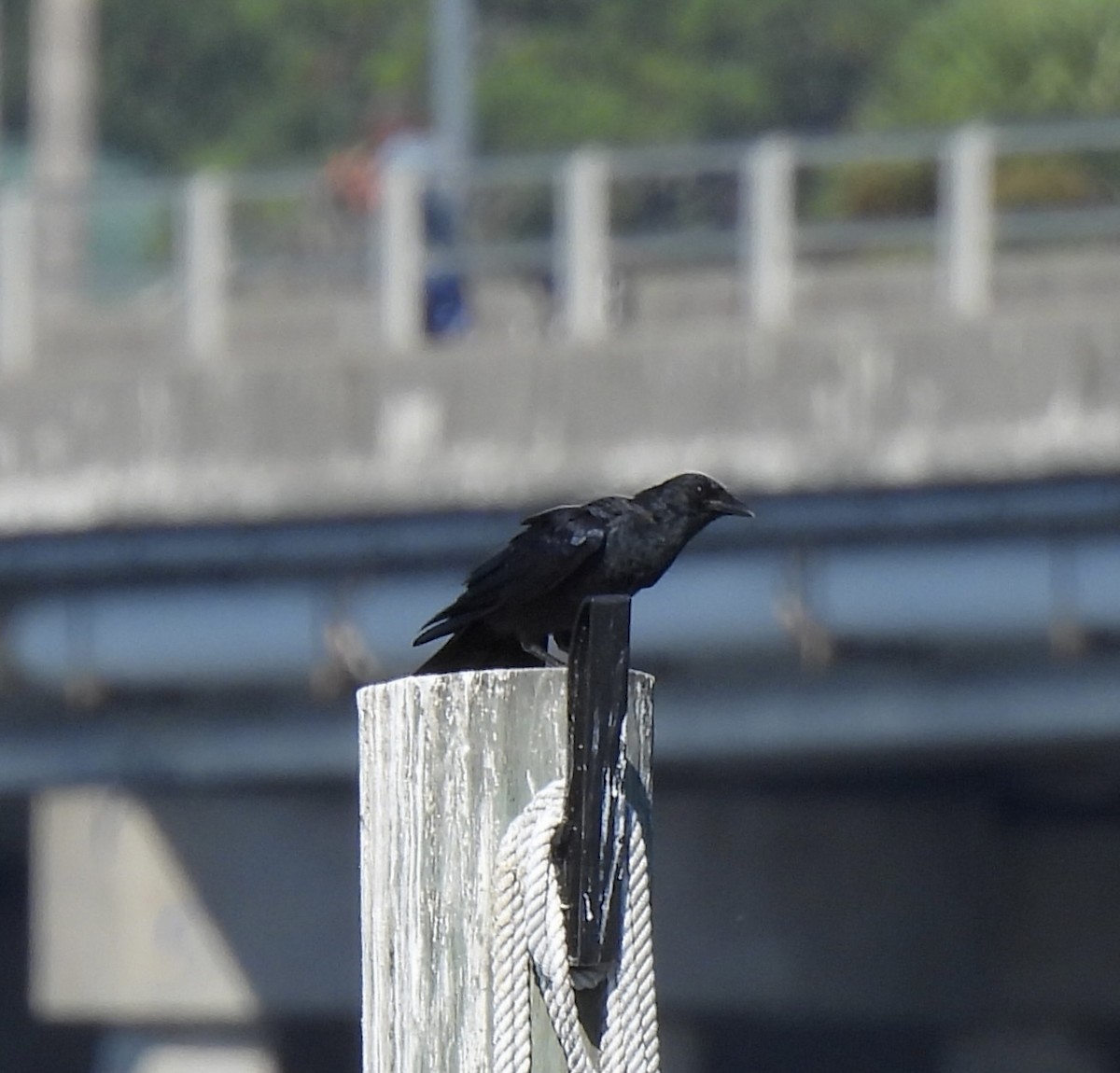 Fish Crow - ML643661084