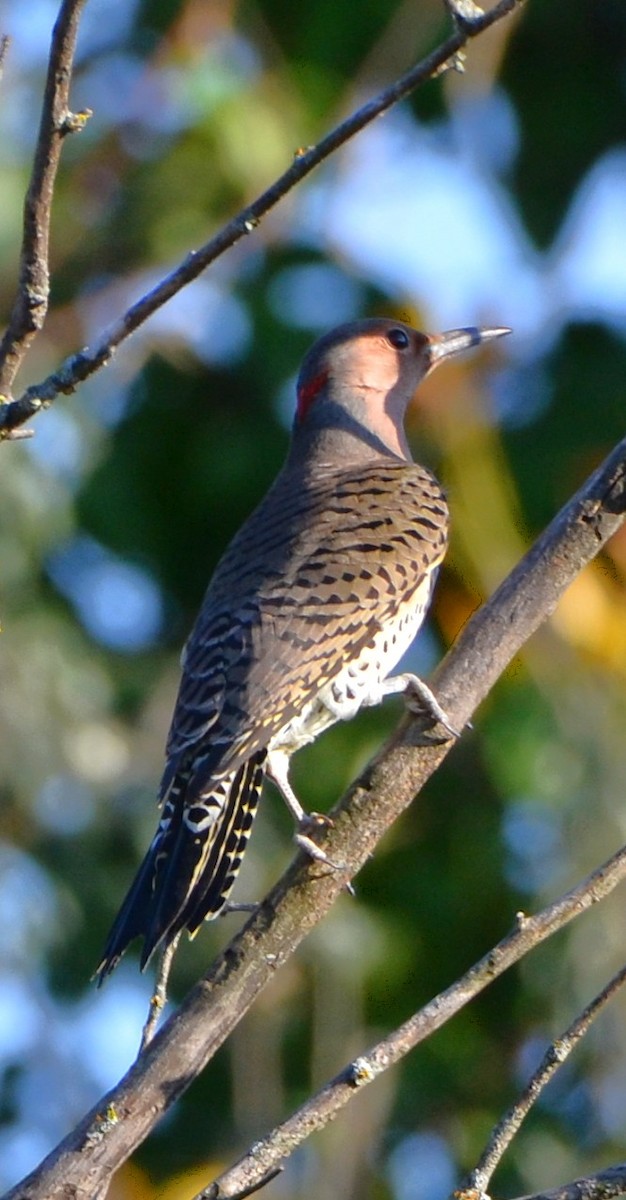 Northern Flicker - ML643661093