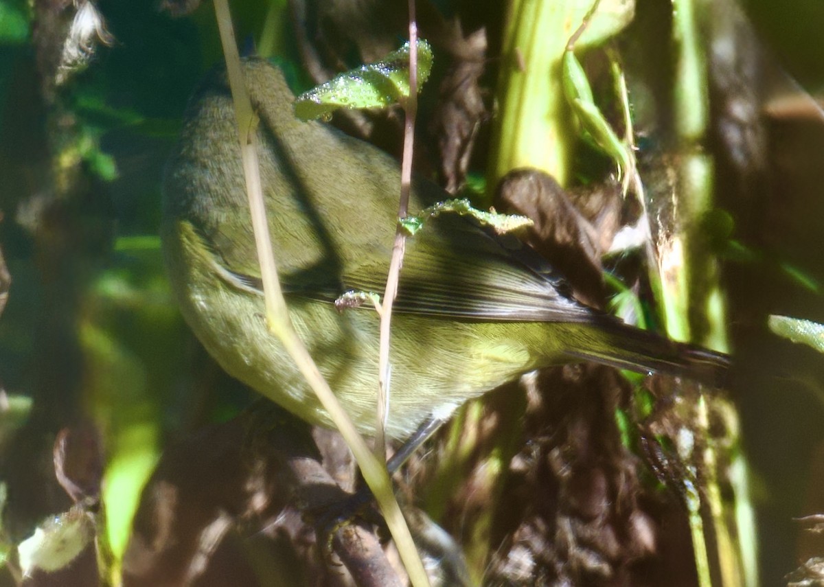 Orange-crowned Warbler - ML643661111