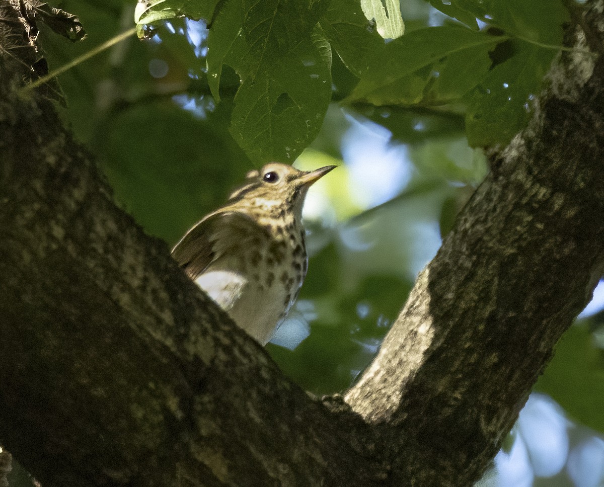 Hermit Thrush - ML643661128