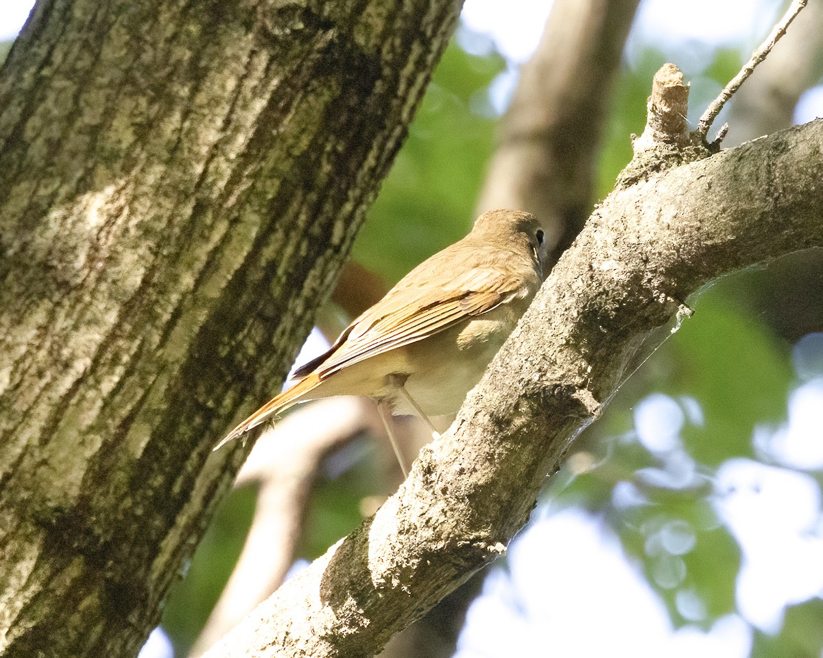 Hermit Thrush - ML643661129