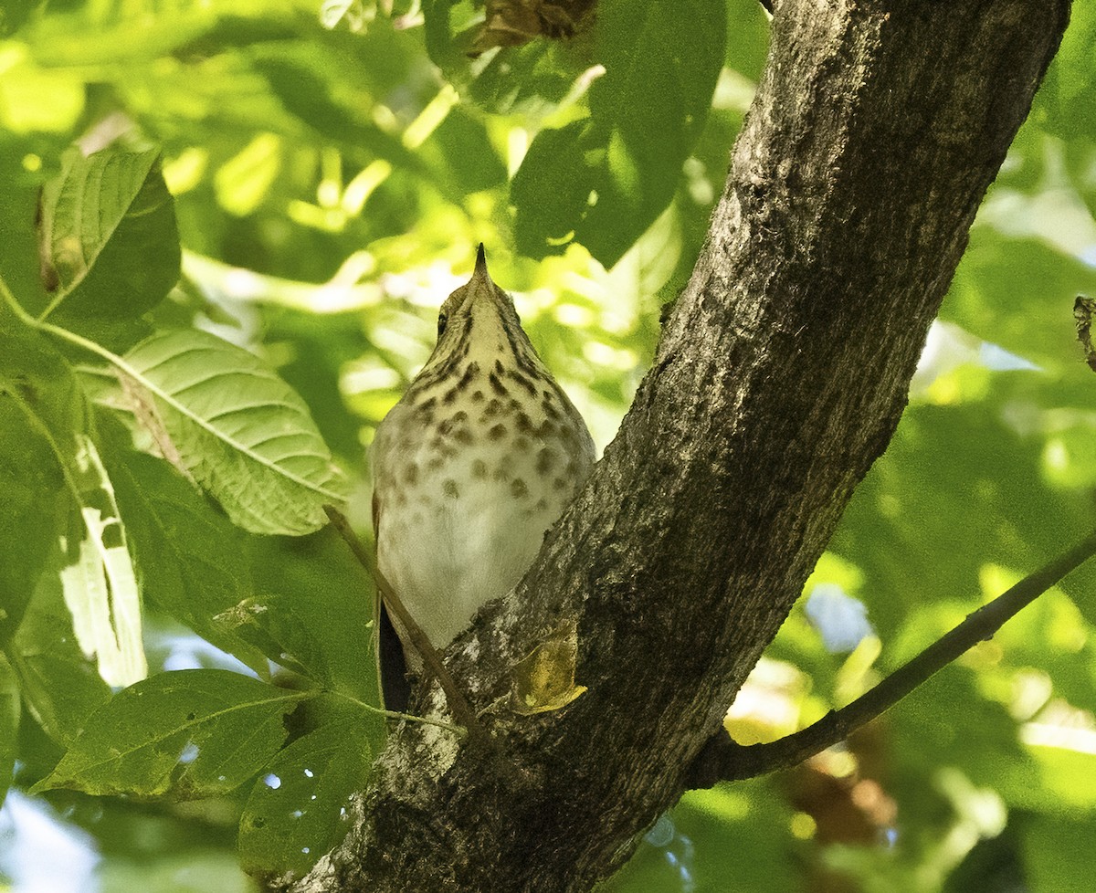Hermit Thrush - ML643661130