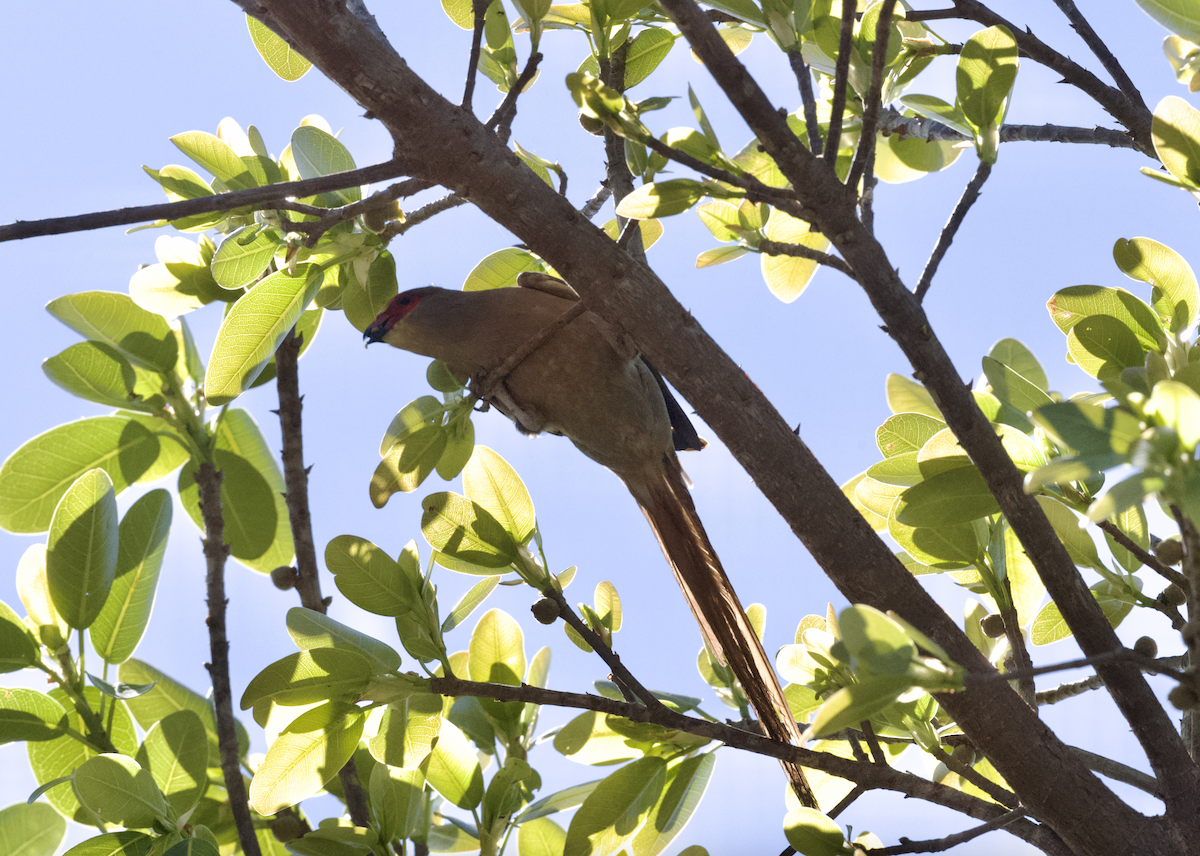 Red-faced Mousebird - ML643661133