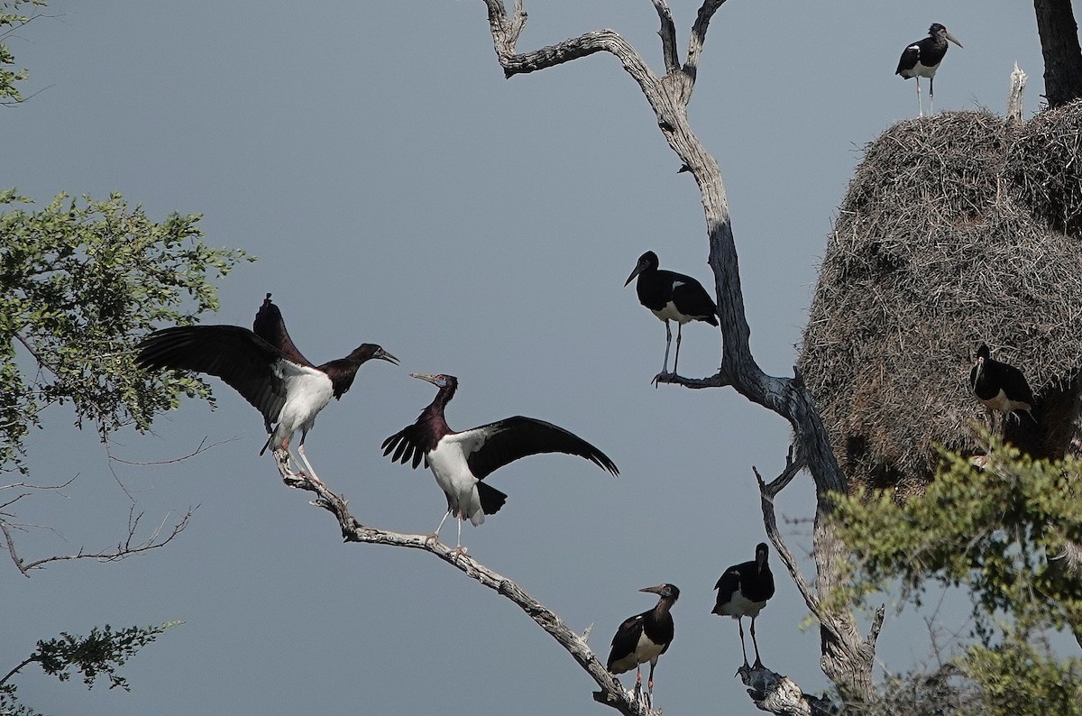 Abdim's Stork - ML643661136