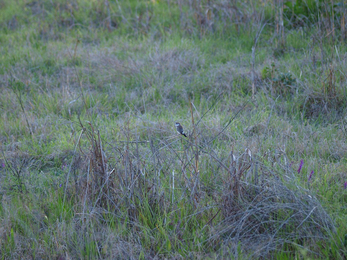 Double-barred Finch - ML643661140