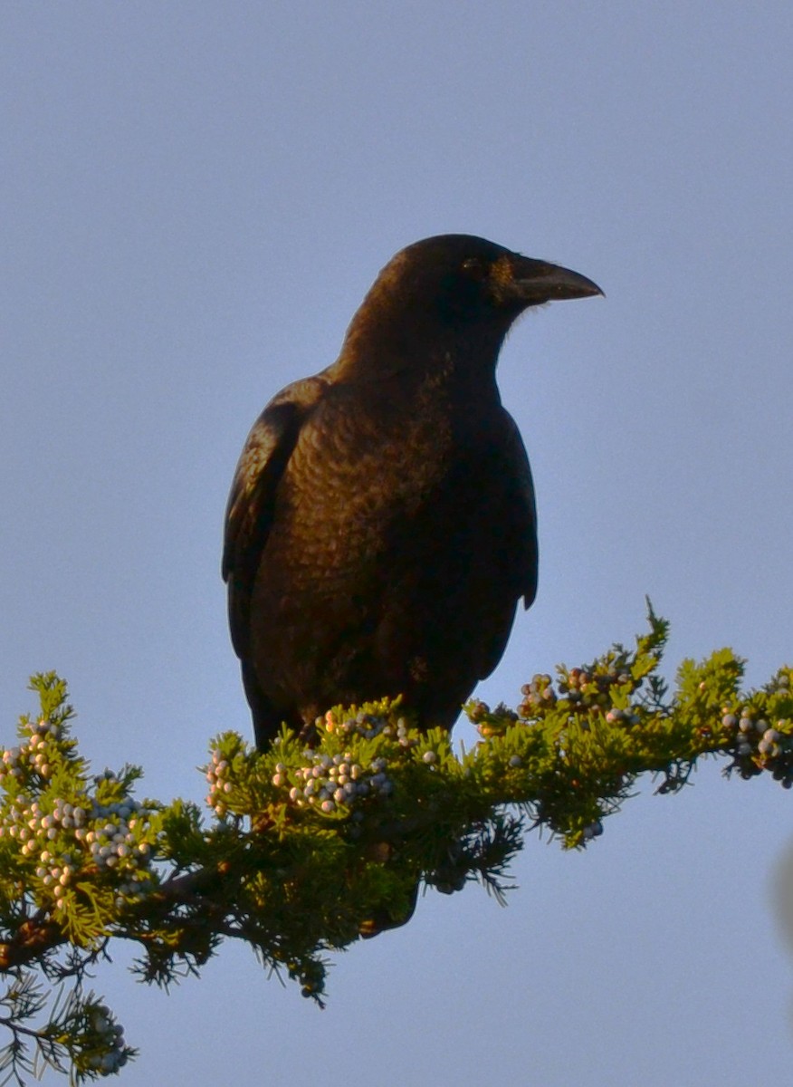 American Crow - ML643661141