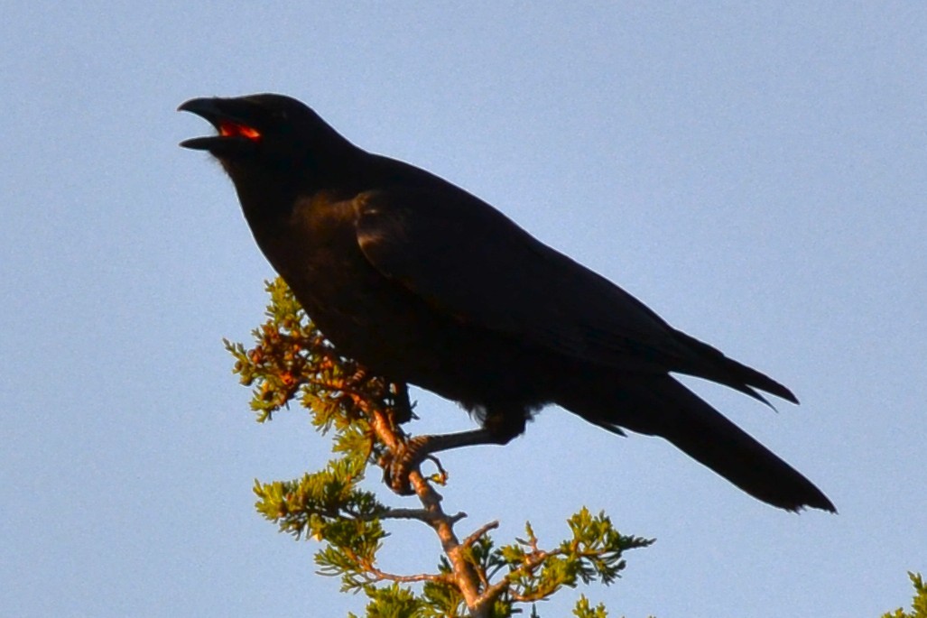 American Crow - ML643661142