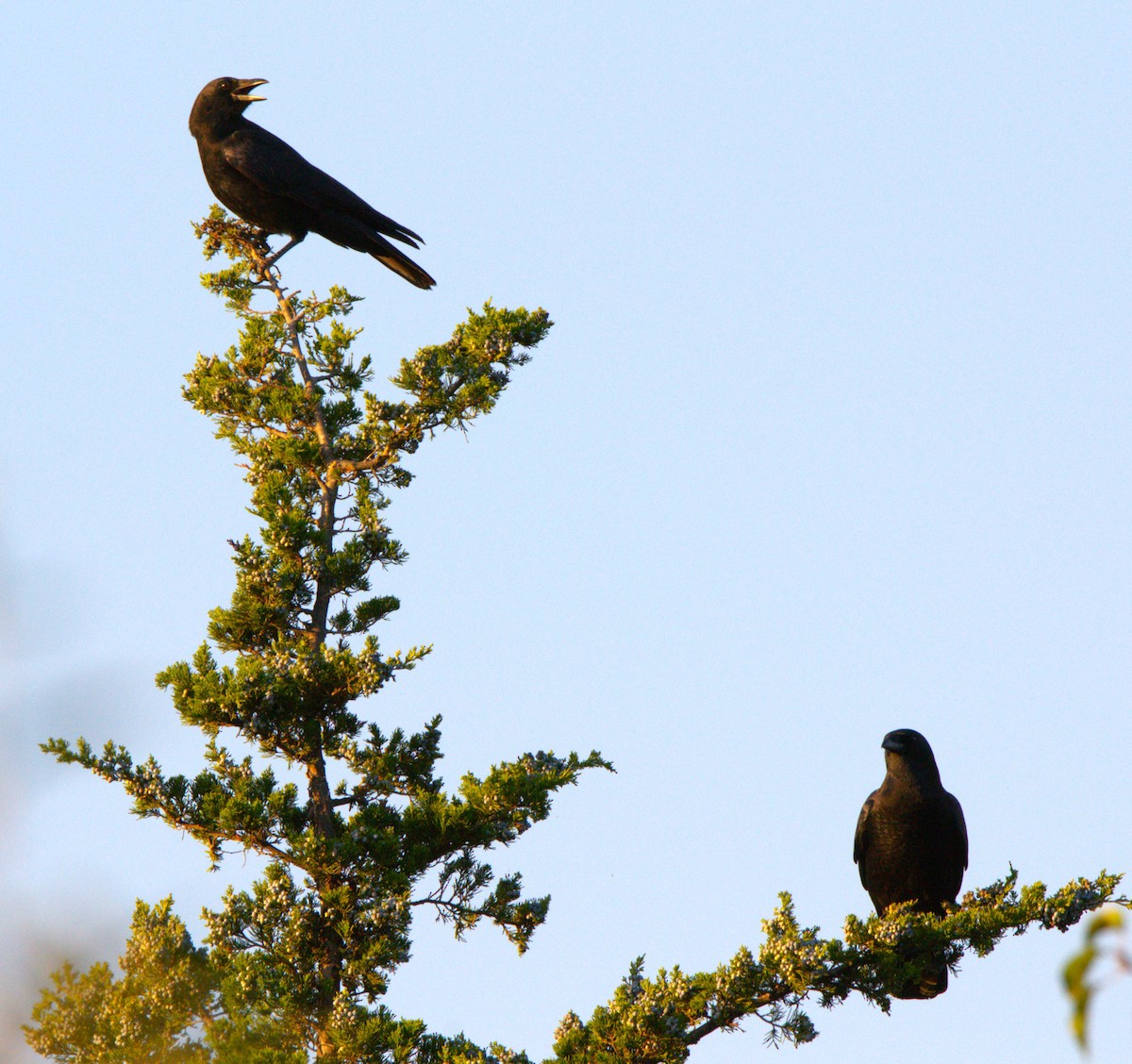 American Crow - ML643661143