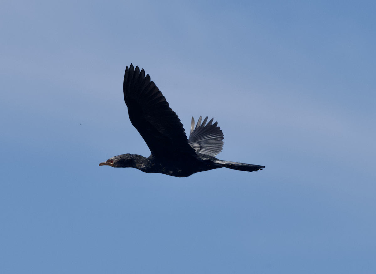 Reed Cormorant - ML643661172