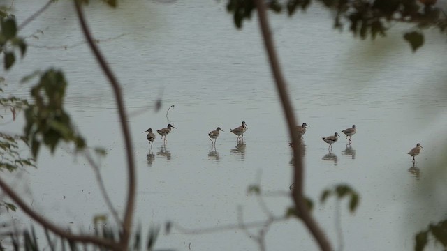 Улаан хөлт хөгчүү - ML643661187