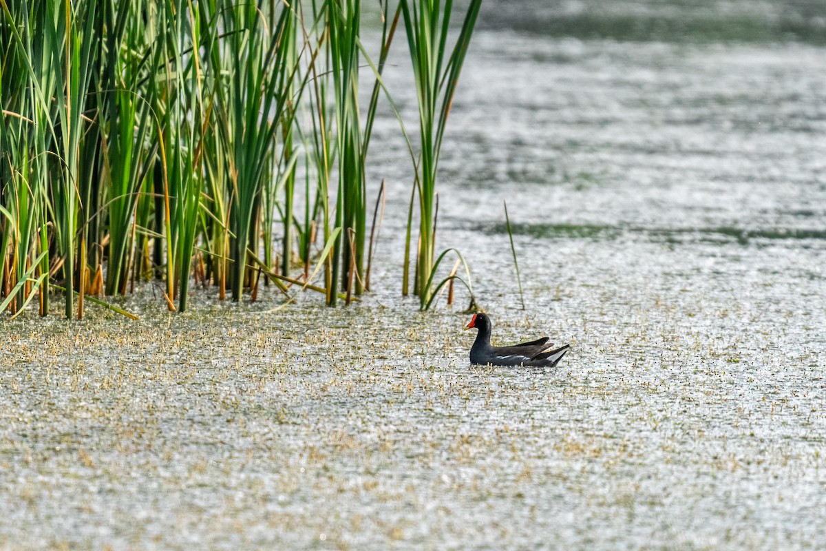 Common Gallinule - ML643661188