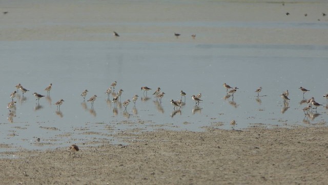 Тэнгисийн хиазат - ML643661217