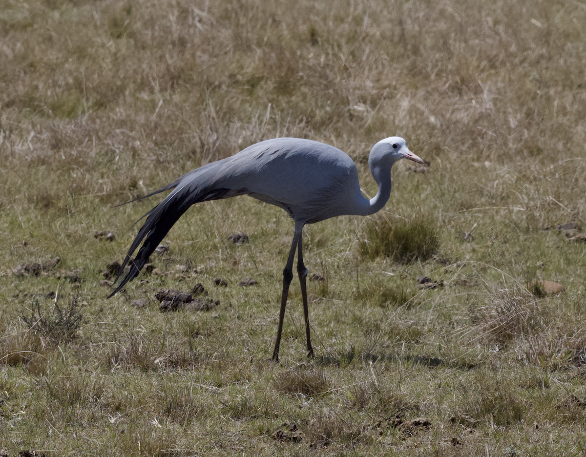 Blue Crane - ML643661222