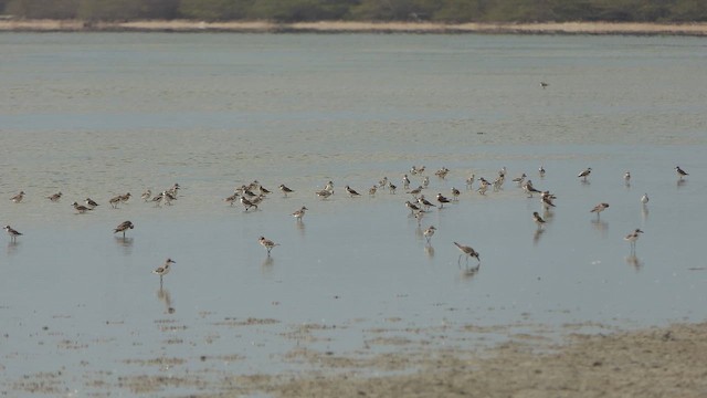 Тэнгисийн хиазат - ML643661227