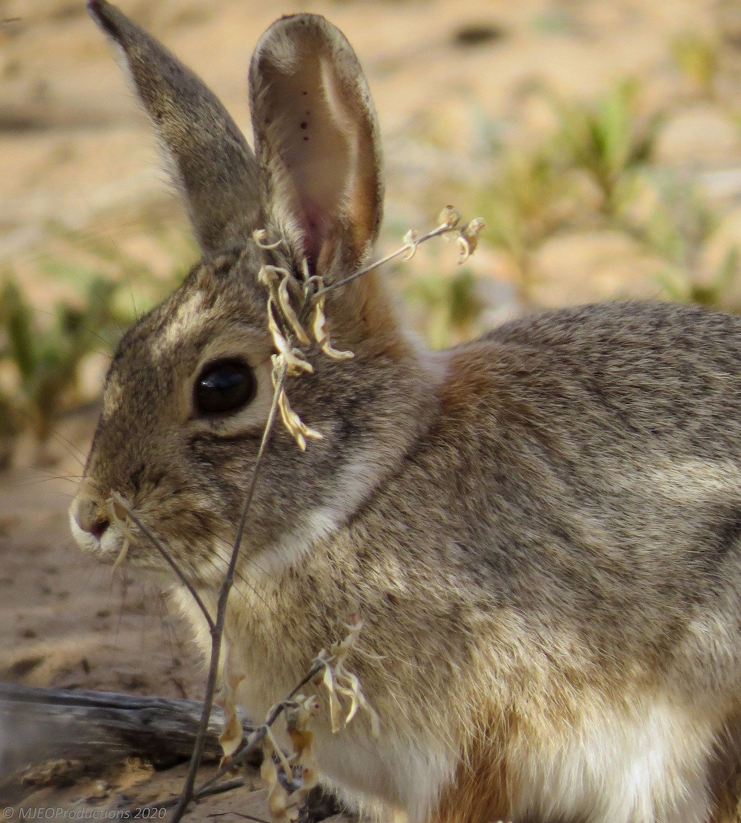 Desert Cottontail - ML643661242