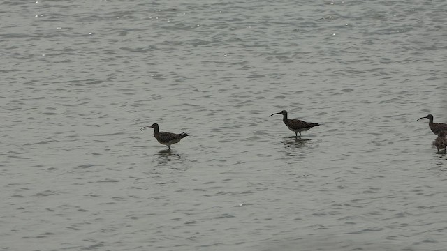 Kurlinta bekainduna [phaeopus Taldekoa] - ML643661245