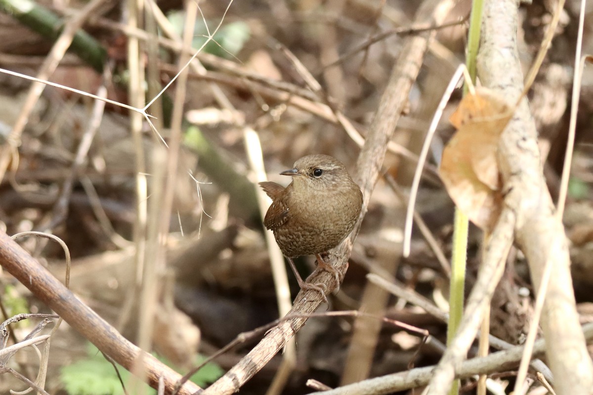Winter Wren - ML643661265